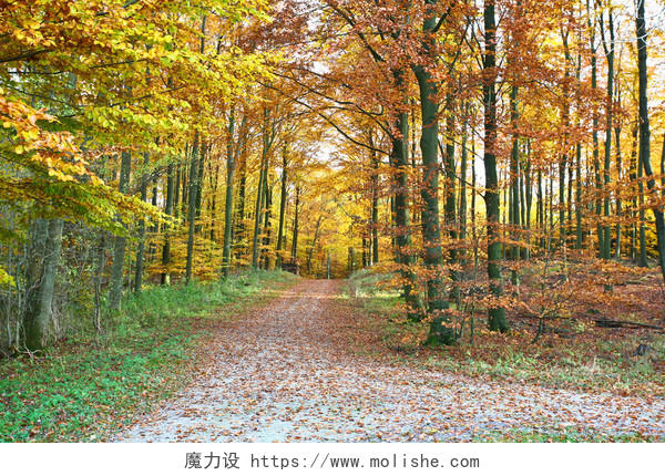 秋天浪漫的森林